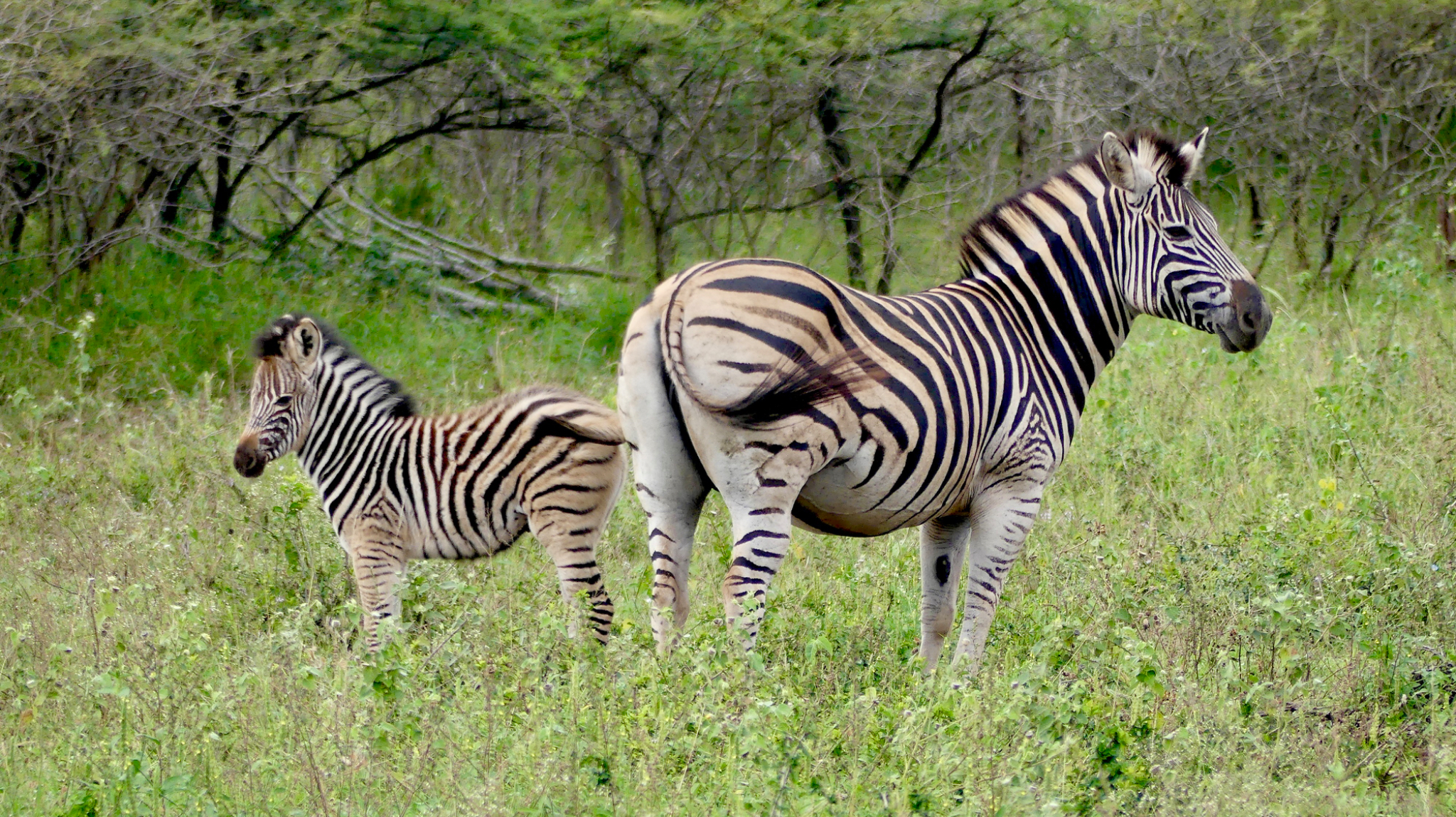 Plains Zebra mom and bab